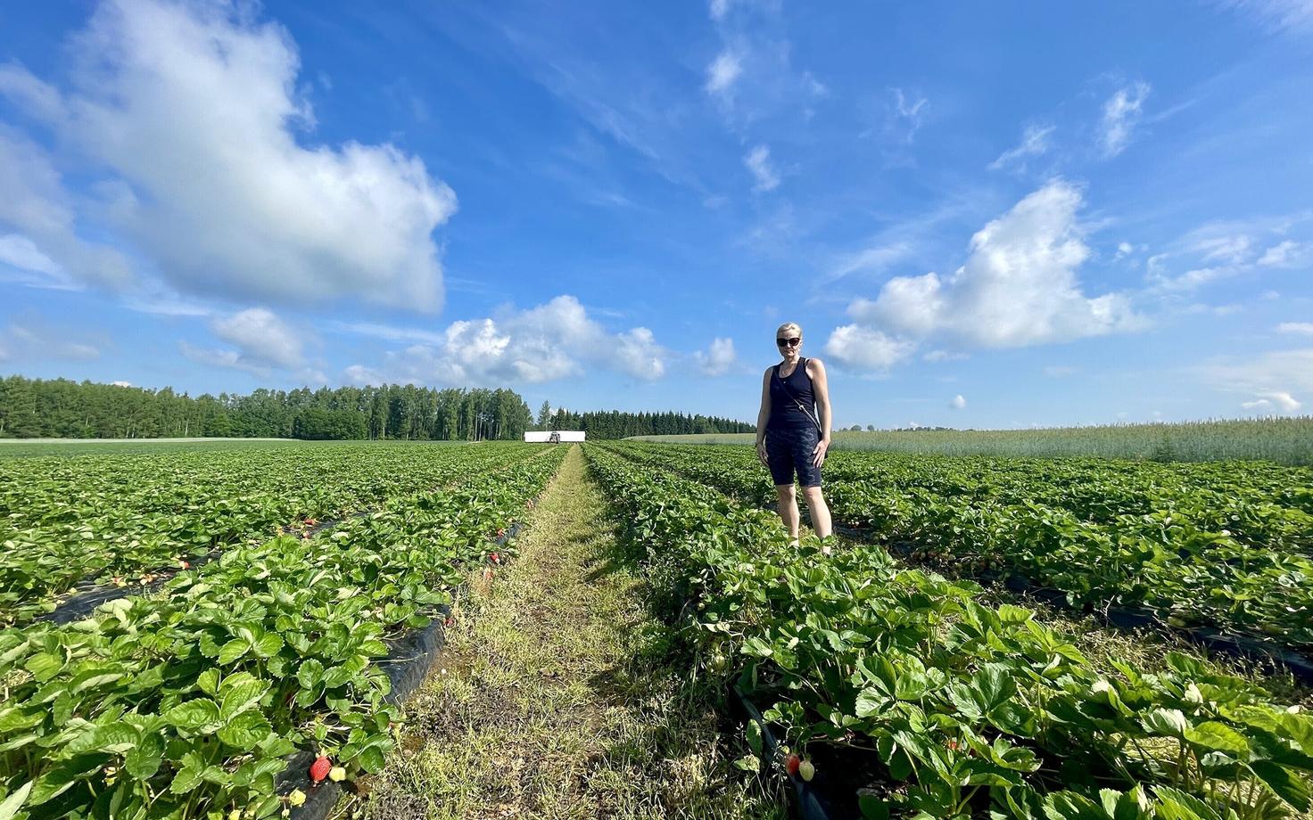 Laari Farm owner Kadri Nebokat amid rows of fresh strawberries. Nebokat has around 6 hectares, or nearly 15 acres, of berry fields.