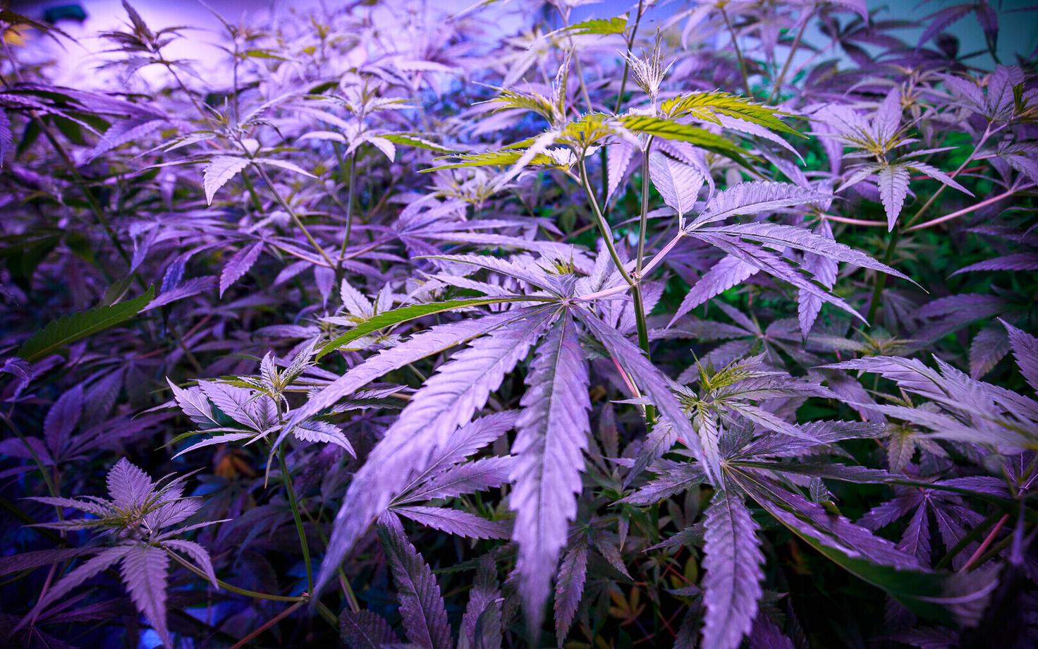 Каннабис. Иллюстративное фото.