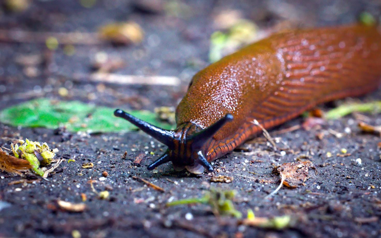 Испанский слизень.