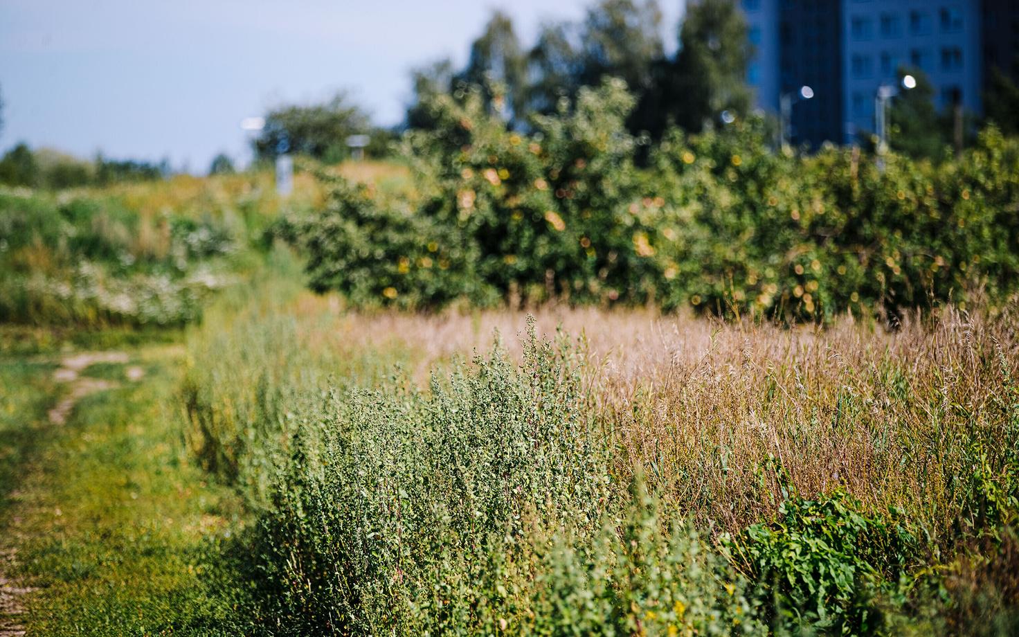 Природа в Ласнамяэ.