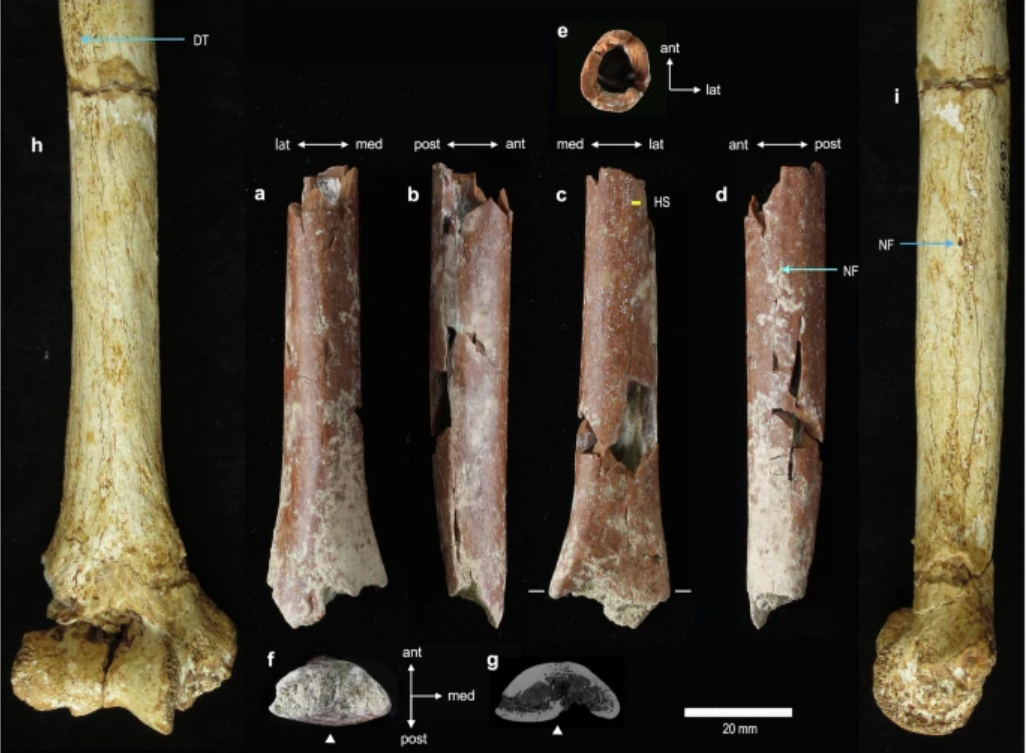 Homo florensiensis'e õlavarreluu erinevate nurkade alt.