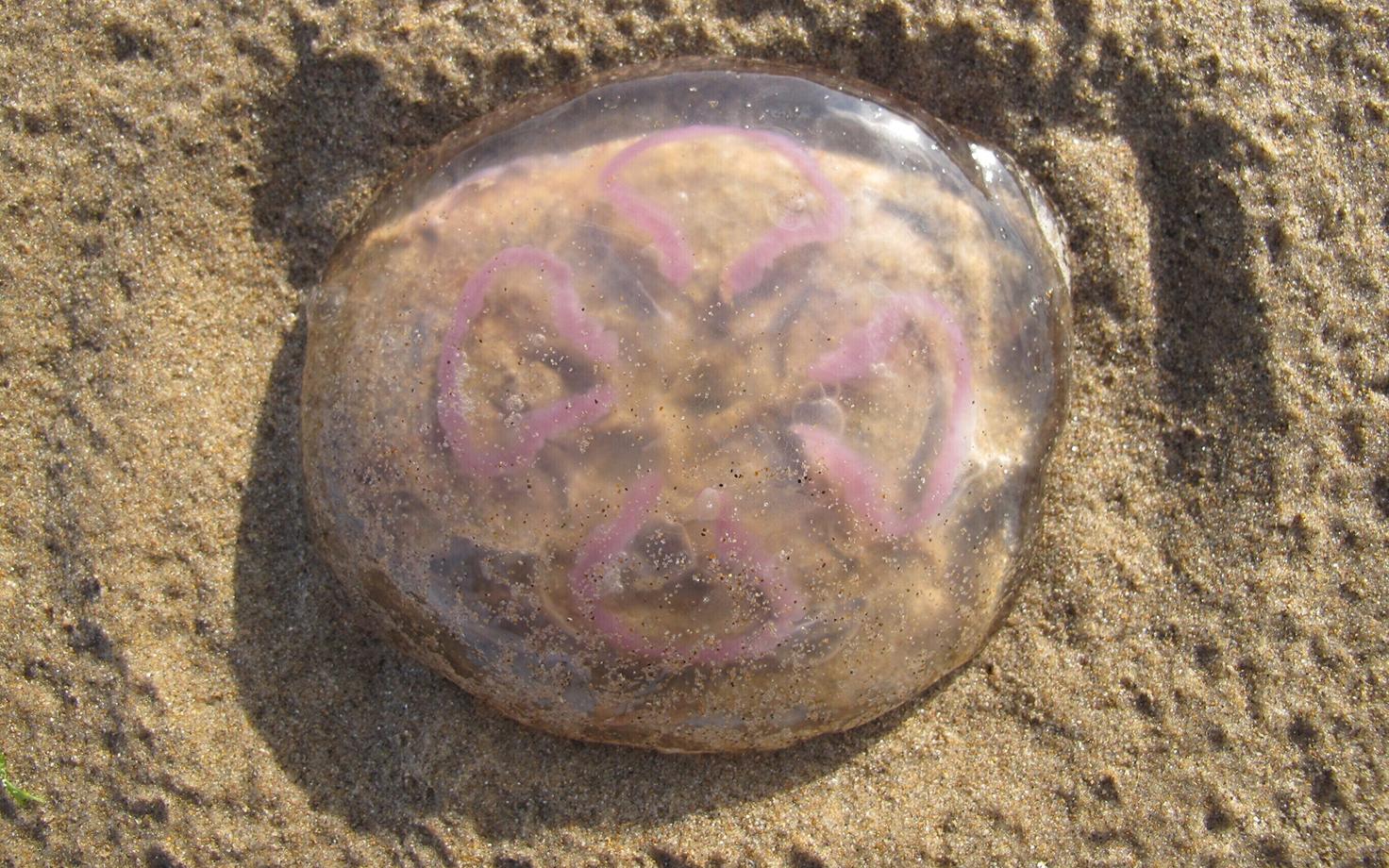 Randa uhutud millimallikad on suvel sagedane nähtus.