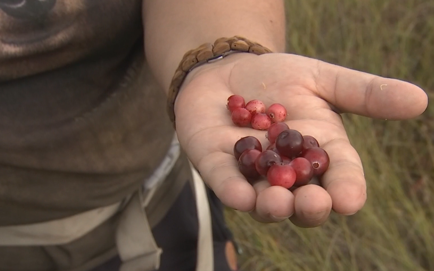 Cranberries (Jõhvikad).