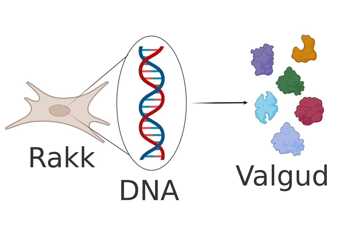 Muutused DNA-s muudavad ka selle alusel toodetavaid valke. Selle tulemusena võivad hakata need töötama vigaselt või sootuks katki minna.