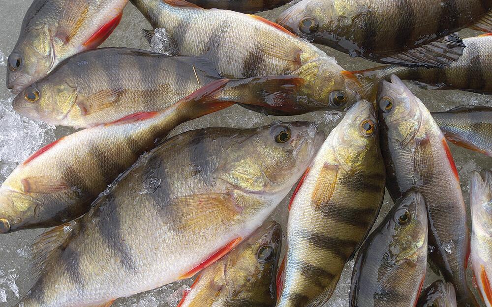 Окунь. Иллюстративная фотография.