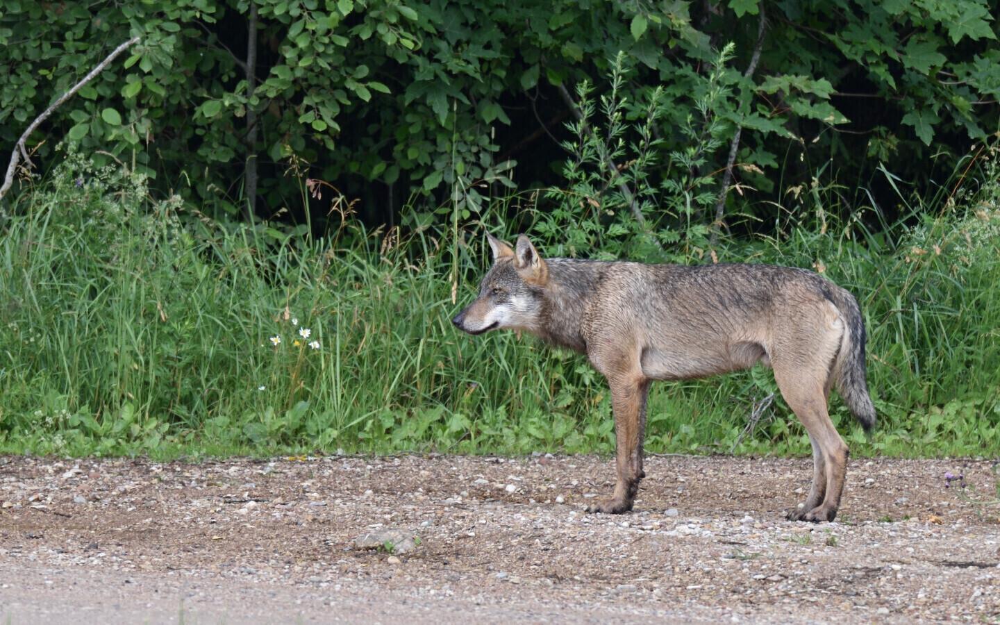 Волк в Тартумаа. Иллюстративное фото.