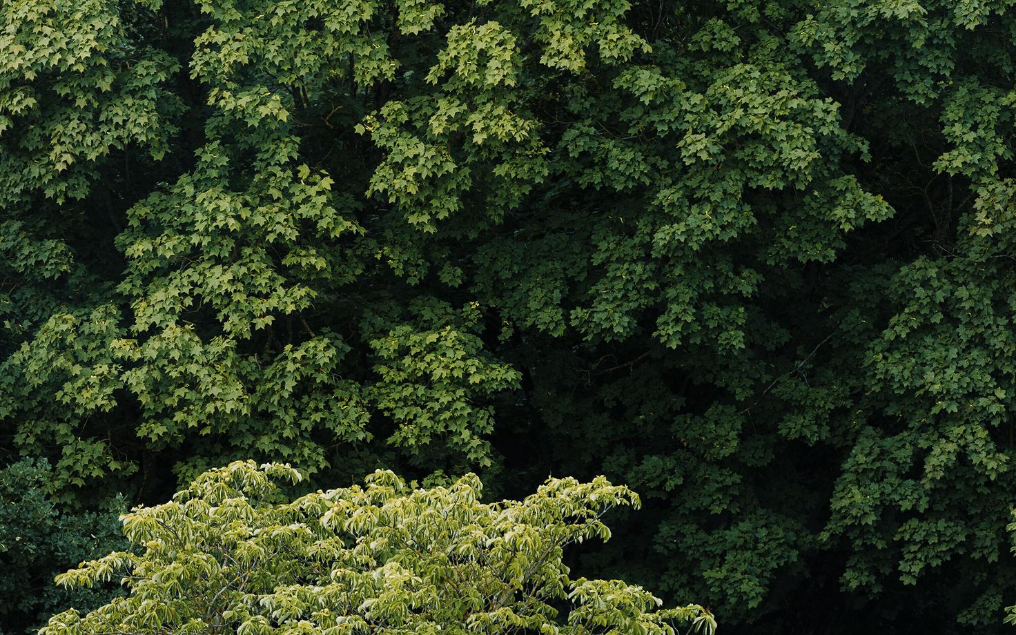 Tõsiasi, et taimed omavahel suhtlevad, avastati Triinu Remmeli sõnul juba 1983. aastal.