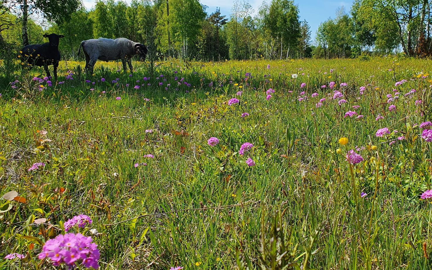 Культурный луг.