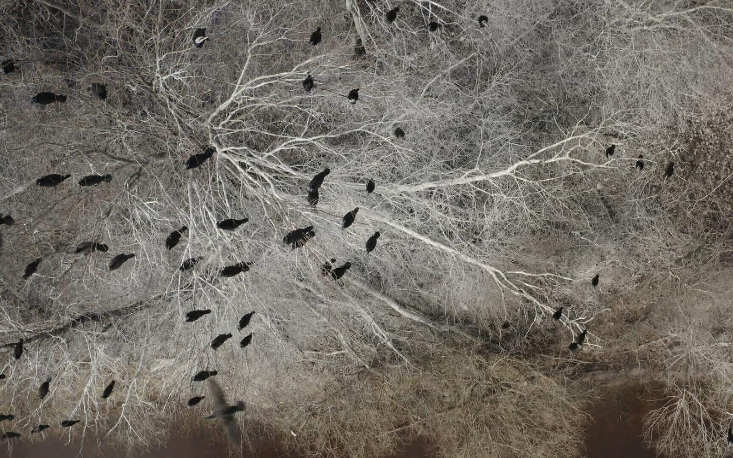 Aastate jooksul on suurenenud puudel pesitsevate kormoranide hulk ja on tekkinud ülisuured kolooniad.