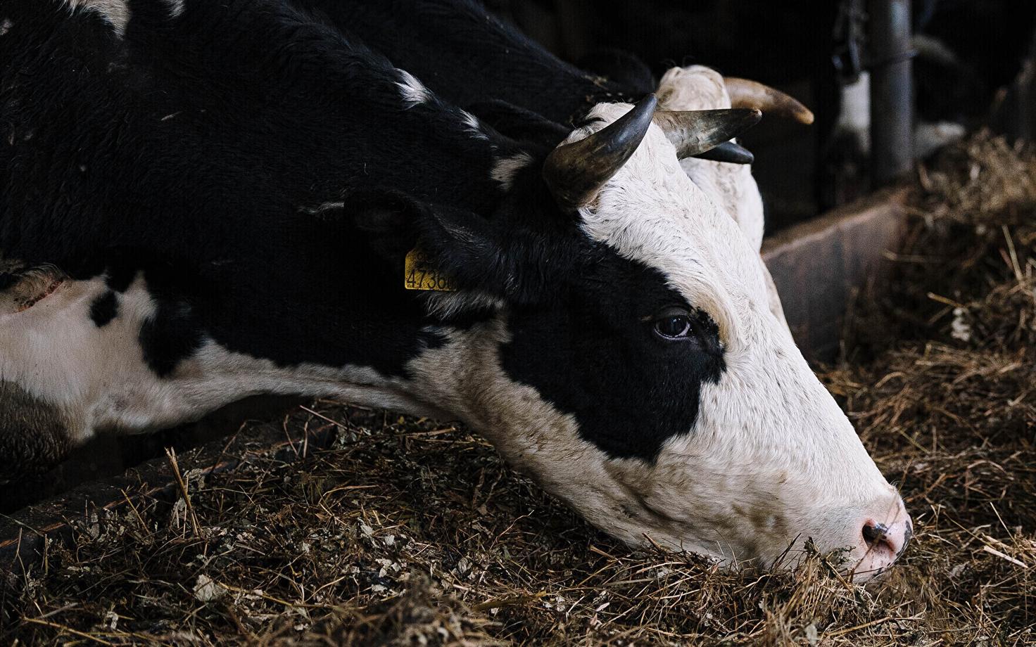 Lehm laudas. Foto on illustratiivne.