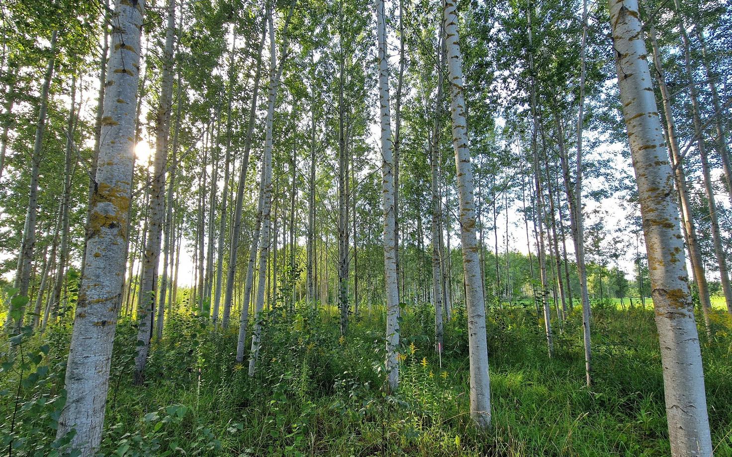 Hübriidhaavik endisel põllumaal, mida on aja jooksul hõredamaks raiutud. Puude tüvedel torkavad silma kollakad samblikud.