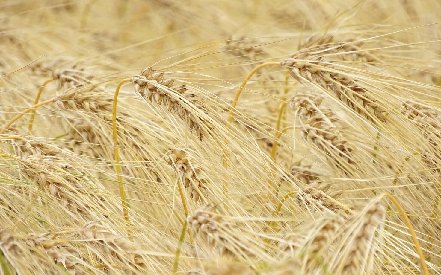 Nisu on maailma üks tähtsamaid põllukultuure. Selles leiduvate inimestele oluliste toitainete kõrval on olulised ka neis leiduvad kiudained.