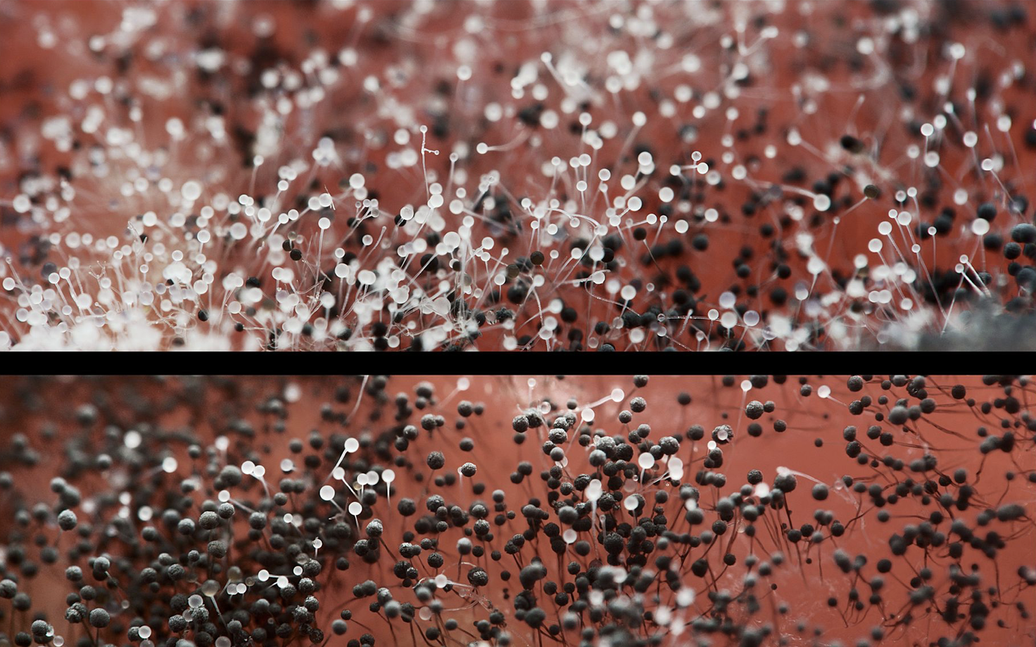 Tomati peal kasvavad Aspergillus’e viljakehad.