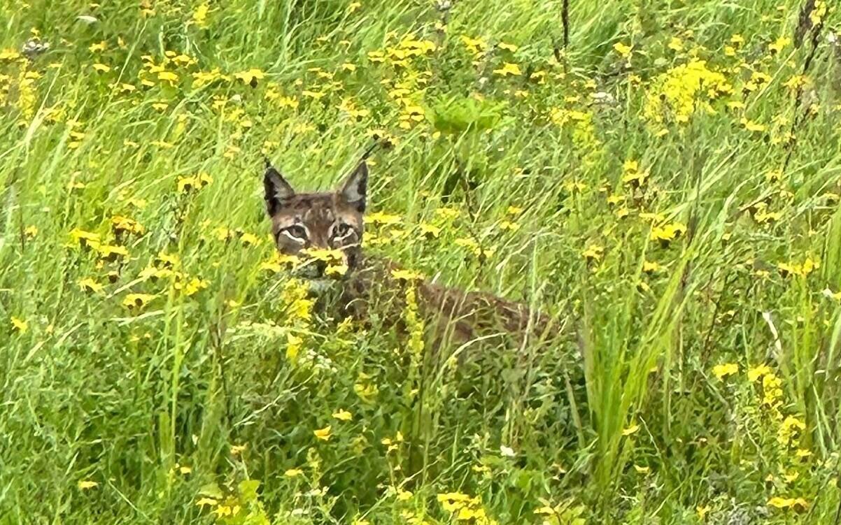 A Eurasian lynx in Estonia.
