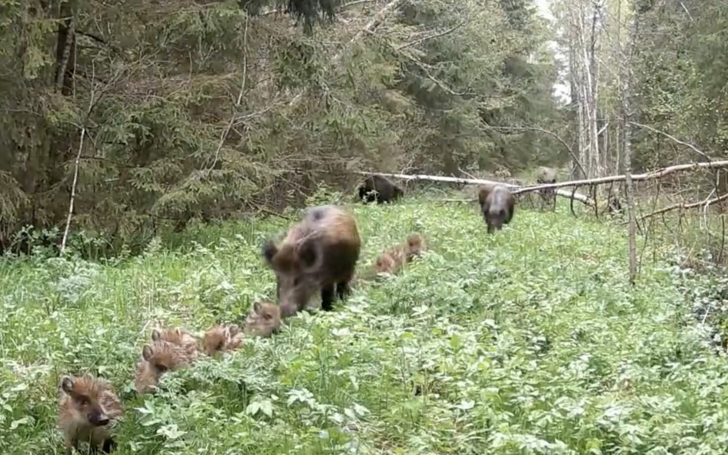 The boar kindergarten
