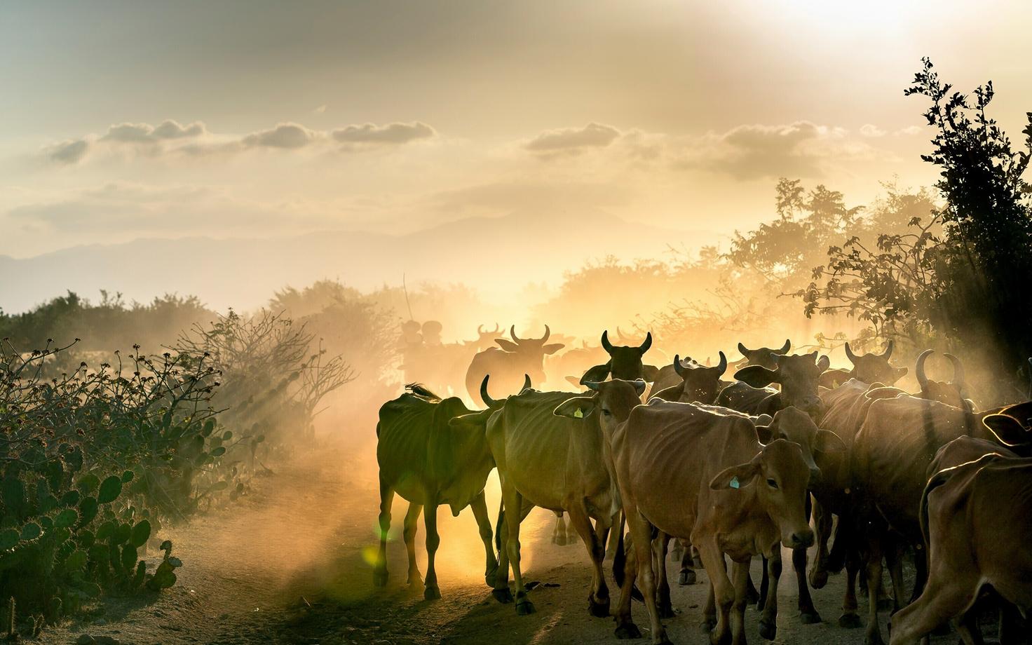 Zoonootilisi haigusi levis kütt-korilaste keskis ilmselt juba enne karjakasvatusele üleminekut, ehkki toona juhuslikumalt.
