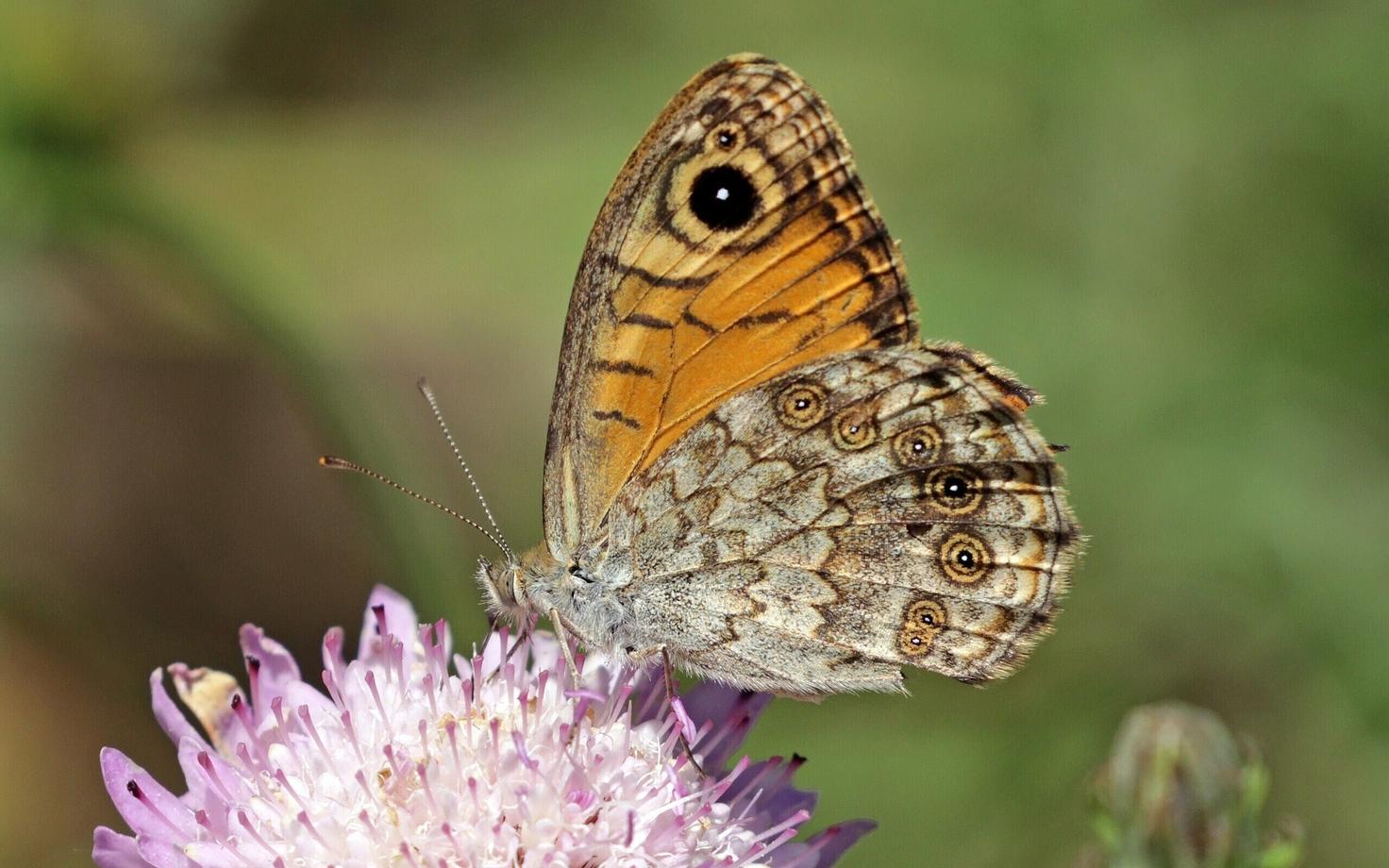 Estonia's 2024 Butterfly of the Year: the wall brown (Lasiommata megera), or kirju-tumesilmik in Estonian.