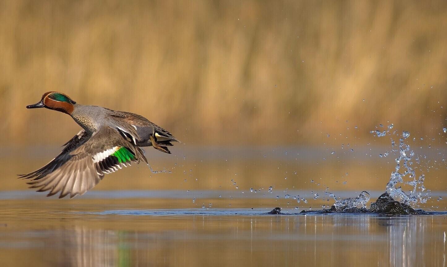 Sigimisperioodil on piilpardi isaslind kergesti äratuntav kirka sulestiku järgi.