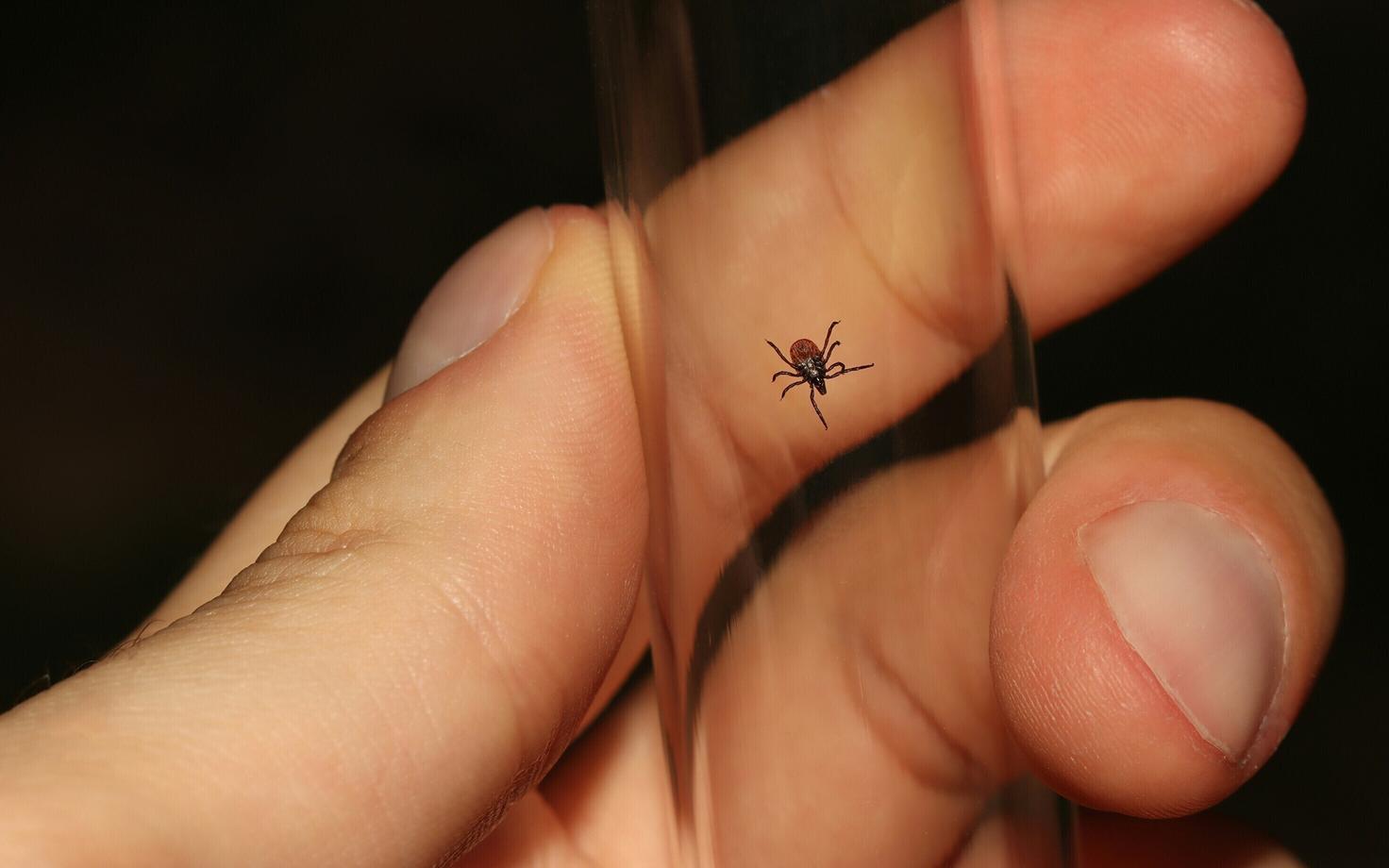 Castor bean tick, known in Estonian as