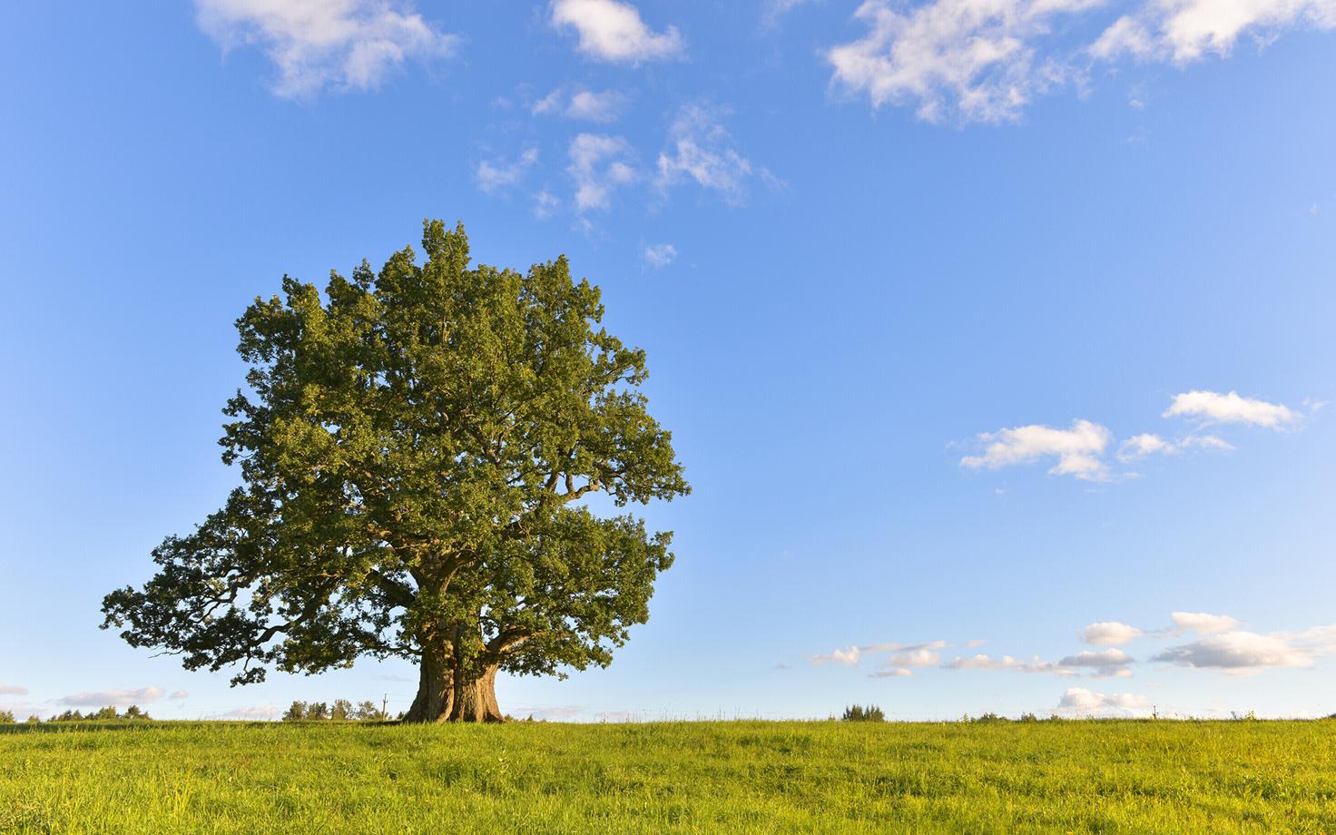 The Tamme-Lauri Oak, Estonia's thickest oak and one of the country's oldest trees.