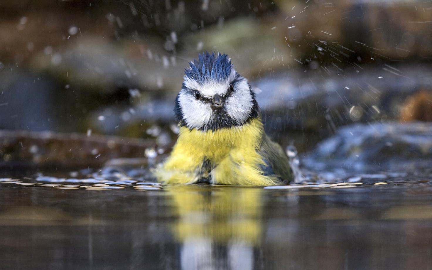 The Eurasian blue tit (Cyanistes caeruleus), known in Estonian as the sinitihane.