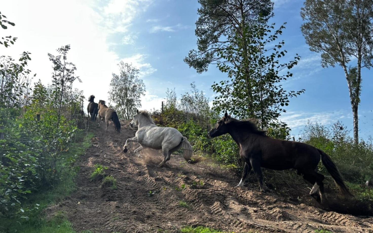 Merly Mändla rajakoppel Varikus.