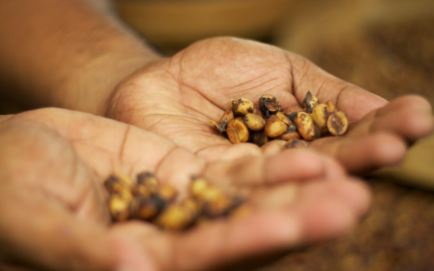 Maailma kalleim kohvisort pärineb piltlikult öeldes tsiibetkasside tagumikust.