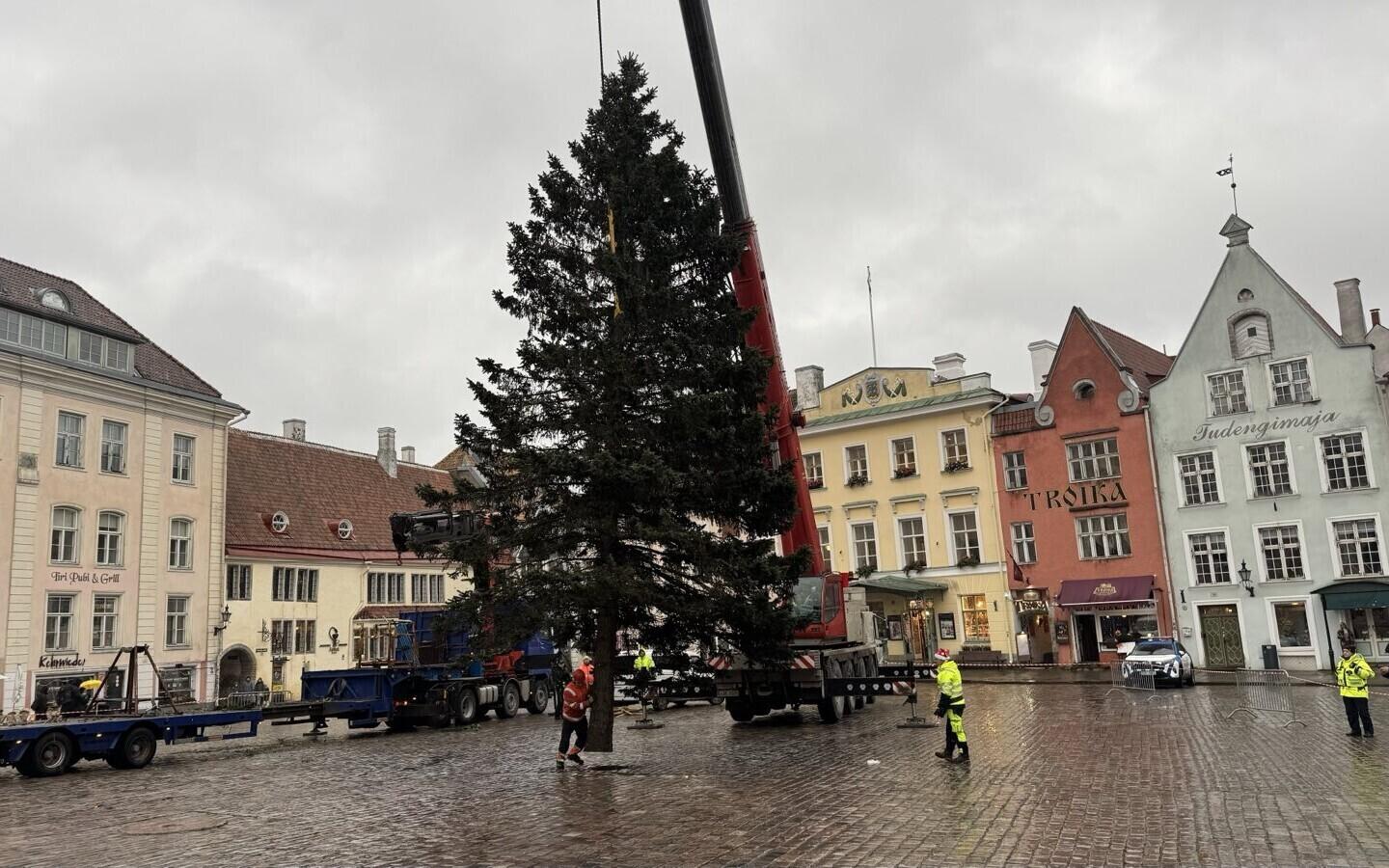 Tallinn's 2025 Christmas tree was felled in Kohila, Rapla County and bought to the Old Town on November 13, 2025.