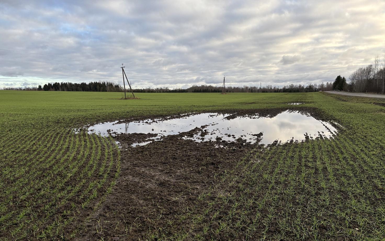 Поля с озимыми культурами.
