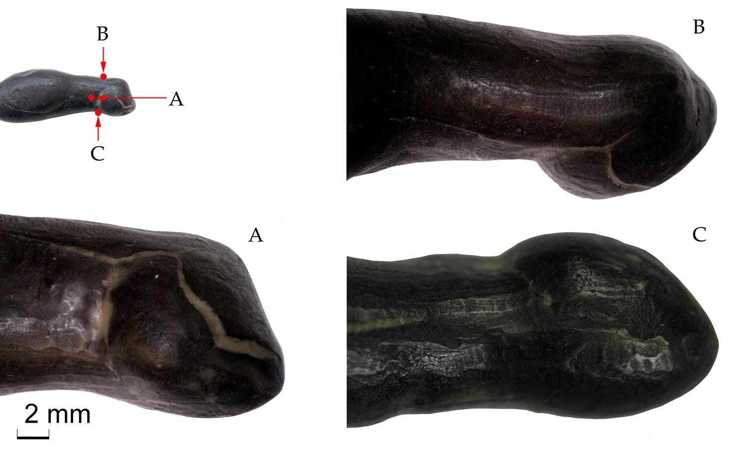 Kasetökatist loomakujuke. Figuuri kaela- ja peaosas on näha kaapimis- või lõikejäljed. Punased täpid figuuril tähistavad pildistamise kohti.