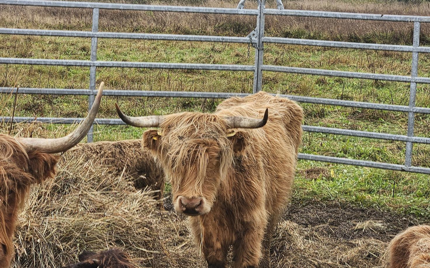Одно из брошенных владельцем животных.