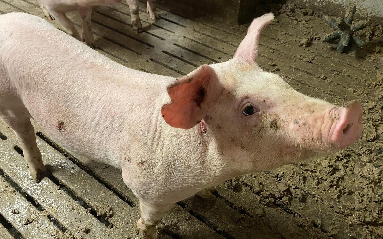 Свинья. Иллюстративная фотография.