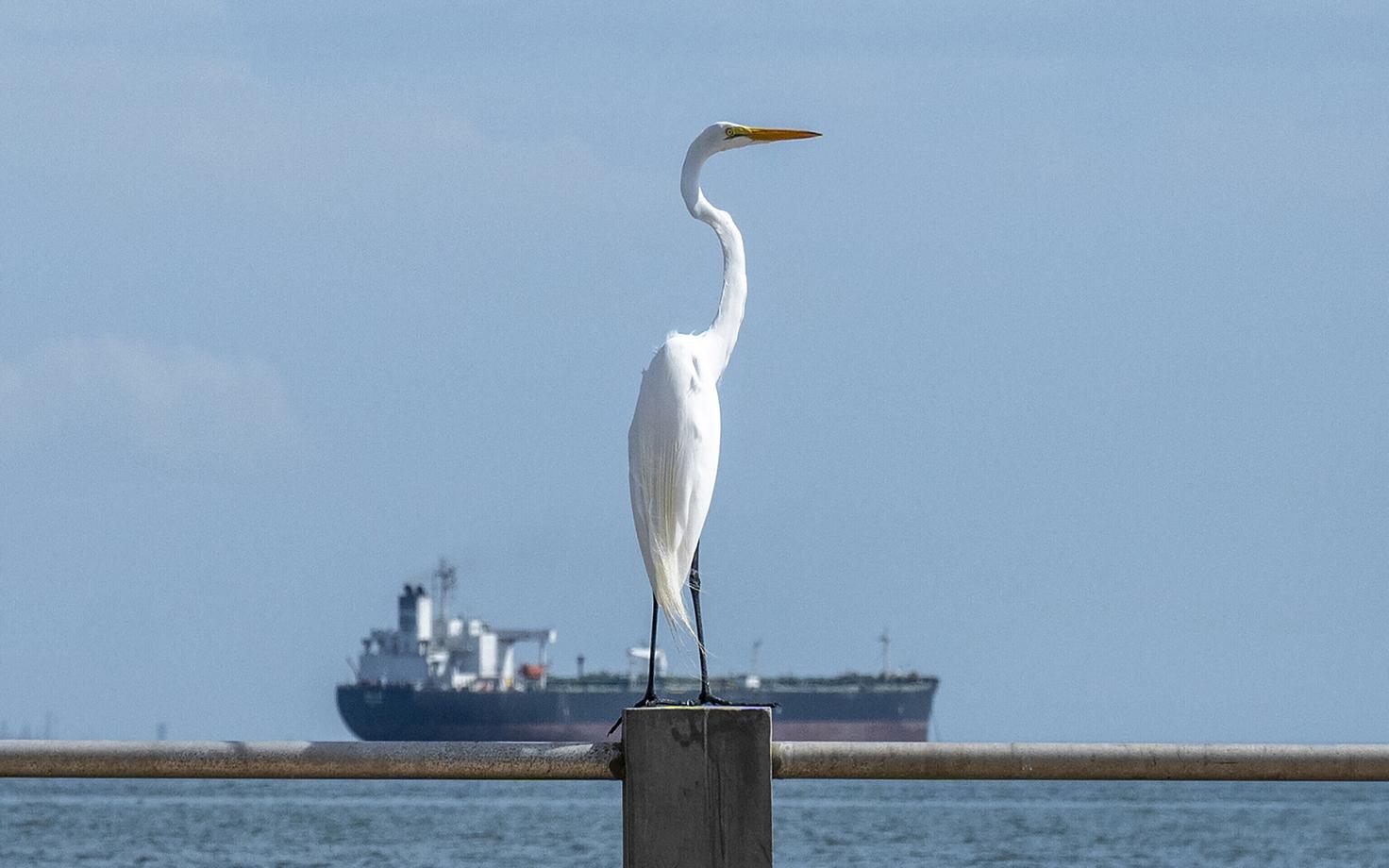 Hõbehaigur posti otsas, taustal tanker Venezuela rannikul.
