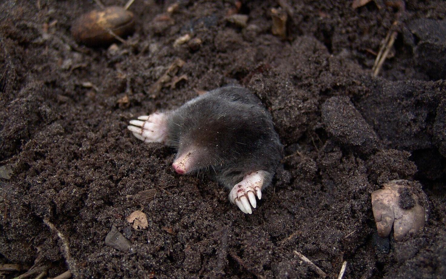 Крот. Иллюстративное фото.