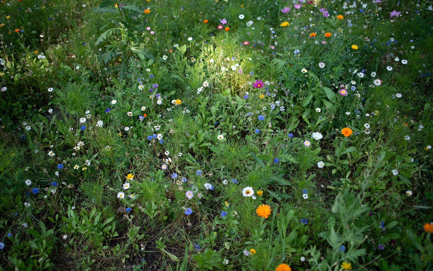 Pikk ajalugu näitab, et inimesed ja loodus ei pea elurikkuse hoidmiseks alati teineteisest lahus olema. e murulapp