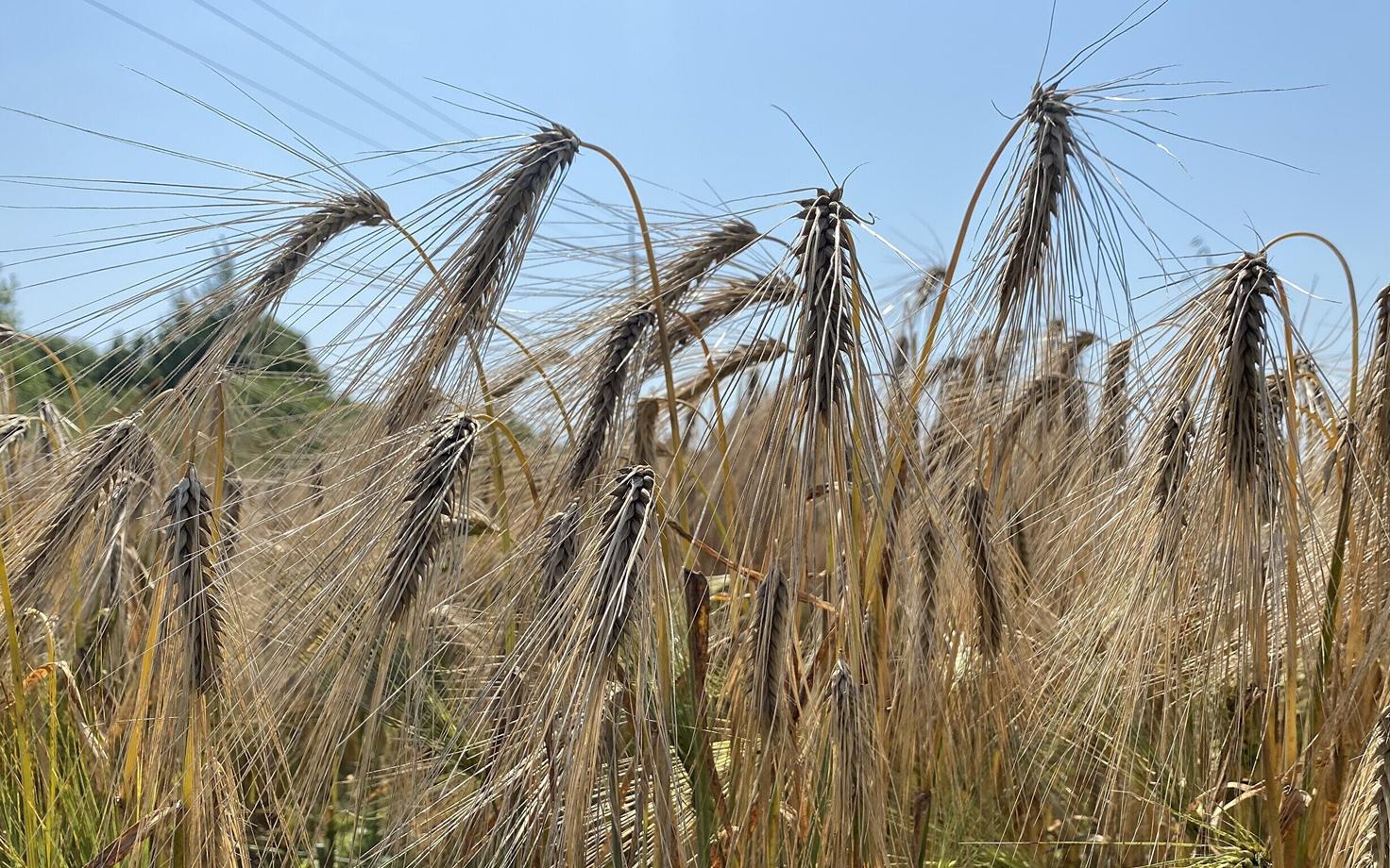 Teadlased peavad fotosünteesi hoogustamist üheks päriselt kasutatavaks viisiks, kuidas tulevikus põllumajanduslike taimede saaki tõsta.