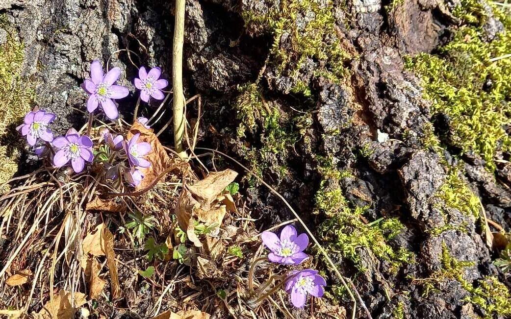 Весенние цветы.