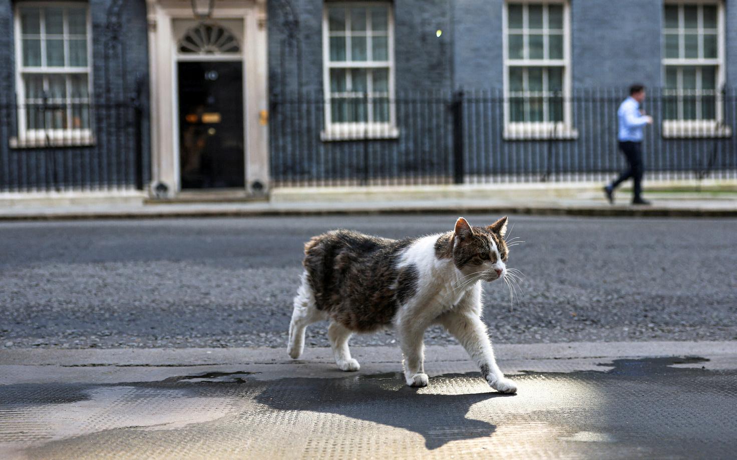 Kass kõnnib peaministri kantselei ehk Downing Street 10 ees