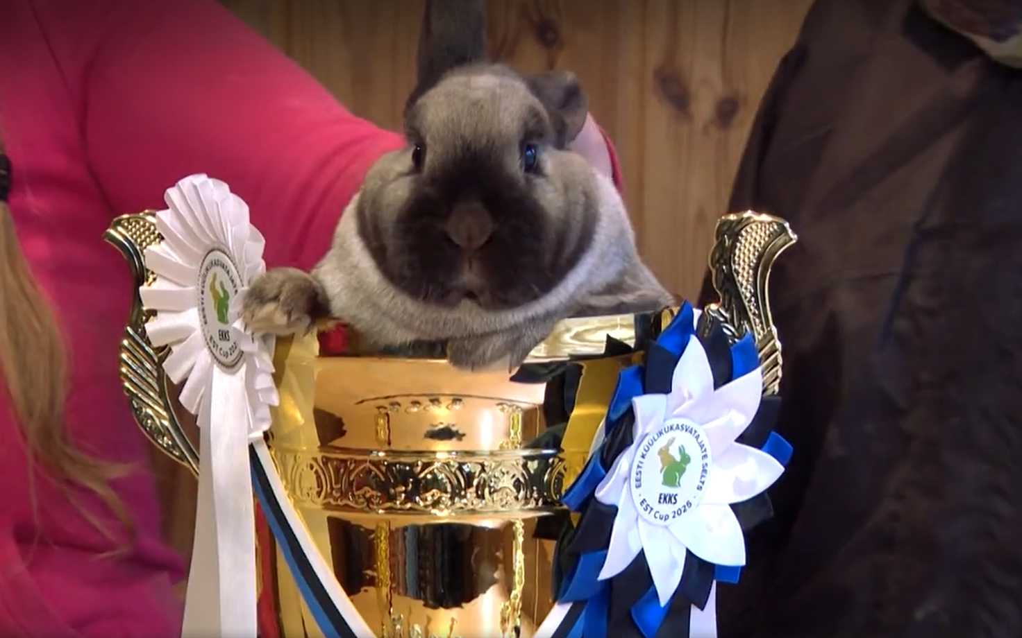 Заяц-чемпион с хутора Вахтра.