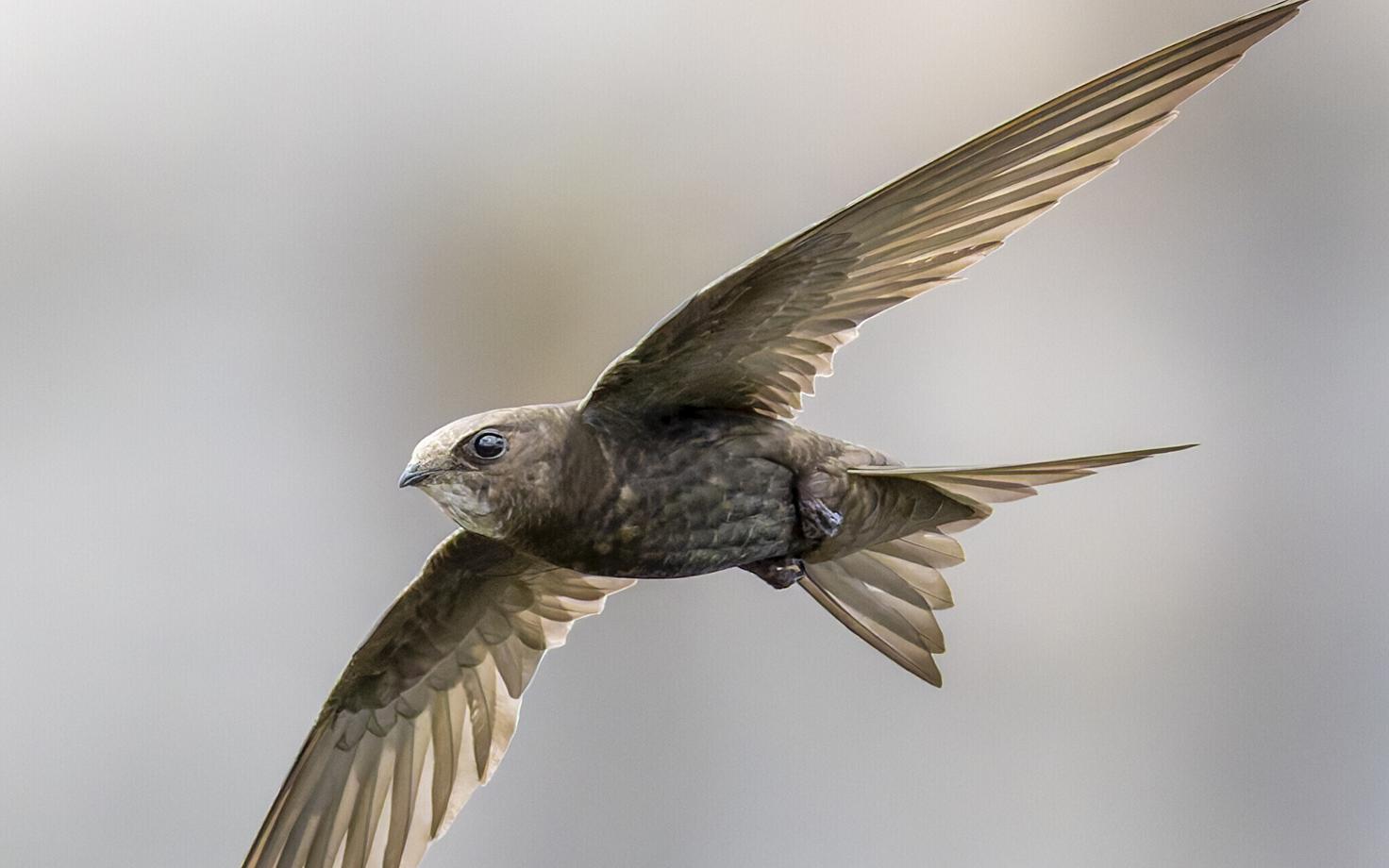 Üle poole ehk 59,7 protsenti loendatuist olid piiritajad.