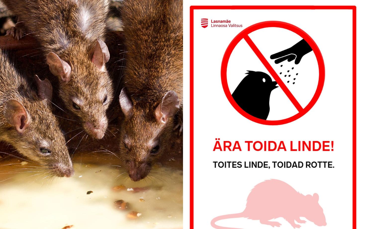 Плакат управы Ласнамяэ с просьбой не кормить птиц.